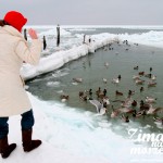 Zima nad morzem - Dokarmianie ptaków