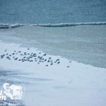 Zima nad morzem - Plaża zimą w Rewalu