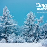 Zima nad morzem - Drzewa na wydmie